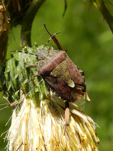 Conferma Dolycoris baccarum? Confermato!